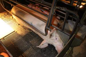 Farrowing crates at Corowa Piggery NSW - Australian pig farming - Captured at Corowa Piggery & Abattoir, Redlands NSW Australia.