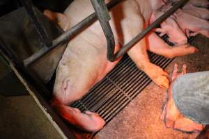 Farrowing crates at Corowa Piggery NSW - Australian pig farming - Captured at Corowa Piggery & Abattoir, Redlands NSW Australia.