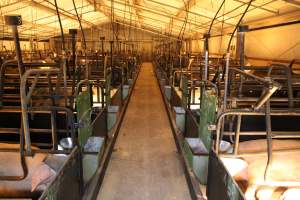 Looking down aisle of farrowing shed - Australian pig farming - Captured at Corowa Piggery & Abattoir, Redlands NSW Australia.