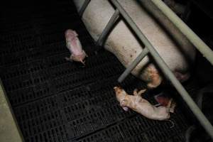 Dead piglet in farrowing crate - Australian pig farming - Captured at Brentwood Piggery, Kaimkillenbun QLD Australia.