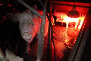 Farrowing crates at Springview Piggery NSW - Australian pig farming - Captured at Springview Piggery, Gooloogong NSW Australia.