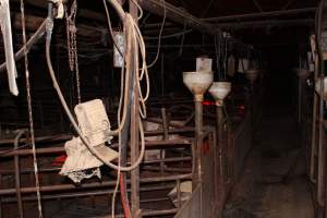 Farrowing crates at Springview Piggery NSW - Australian pig farming - Captured at Springview Piggery, Gooloogong NSW Australia.