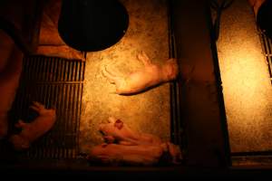 Dead piglets in farrowing crate - Australian pig farming - Captured at Corowa Piggery & Abattoir, Redlands NSW Australia.