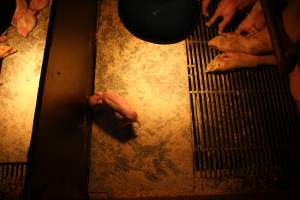 Farrowing crates at Corowa Piggery NSW - Australian pig farming - Captured at Corowa Piggery & Abattoir, Redlands NSW Australia.