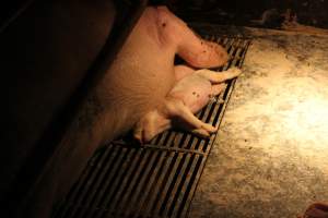 Dead piglet in farrowing crate - Australian pig farming - Captured at Corowa Piggery & Abattoir, Redlands NSW Australia.