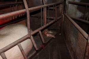 Farrowing crates at Springview Piggery NSW - Australian pig farming - Captured at Springview Piggery, Gooloogong NSW Australia.