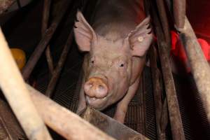 Farrowing crates at Springview Piggery NSW - Australian pig farming - Captured at Springview Piggery, Gooloogong NSW Australia.