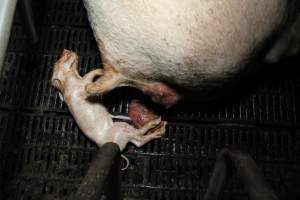 Dead piglet in farrowing crate - Australian pig farming - Captured at Brentwood Piggery, Kaimkillenbun QLD Australia.