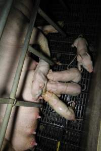 Farrowing crates at Brentwood Piggery QLD - Australian pig farming - Captured at Brentwood Piggery, Kaimkillenbun QLD Australia.