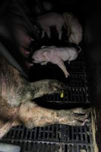 Farrowing crates at Brentwood Piggery QLD - Australian pig farming - Captured at Brentwood Piggery, Kaimkillenbun QLD Australia.