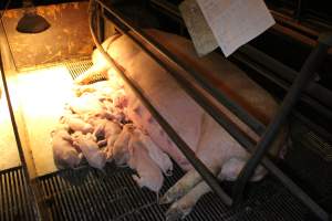 Farrowing crates at Corowa Piggery NSW - Australian pig farming - Captured at Corowa Piggery & Abattoir, Redlands NSW Australia.