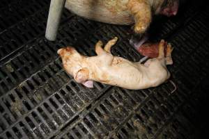 Stillborn piglet in farrowing crate - Australian pig farming - Captured at Brentwood Piggery, Kaimkillenbun QLD Australia.