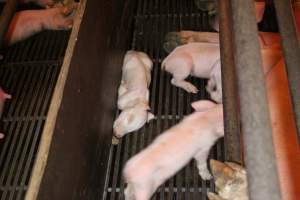 Dead piglet in farrowing crate - Australian pig farming - Captured at Corowa Piggery & Abattoir, Redlands NSW Australia.