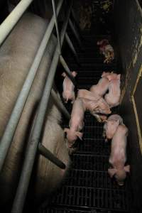 Farrowing crates at Brentwood Piggery QLD - Australian pig farming - Captured at Brentwood Piggery, Kaimkillenbun QLD Australia.