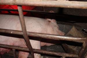 Farrowing crates at Springview Piggery NSW - Australian pig farming - Captured at Springview Piggery, Gooloogong NSW Australia.