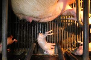 Stillborn piglet - Australian pig farming - Captured at Corowa Piggery & Abattoir, Redlands NSW Australia.