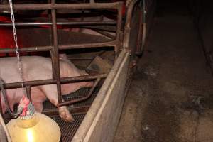 Farrowing crates at Springview Piggery NSW - Australian pig farming - Captured at Springview Piggery, Gooloogong NSW Australia.