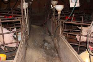 Farrowing crates at Springview Piggery NSW - Australian pig farming - Captured at Springview Piggery, Gooloogong NSW Australia.