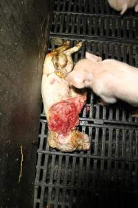 Dead piglet in crate - Possibly cannibalised - Captured at Brentwood Piggery, Kaimkillenbun QLD Australia.