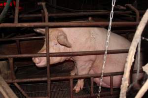 Farrowing crates at Springview Piggery NSW - Australian pig farming - Captured at Springview Piggery, Gooloogong NSW Australia.