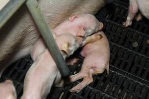 Piglet crushed under mother (overlay) - Australian pig farming - Captured at Brentwood Piggery, Kaimkillenbun QLD Australia.