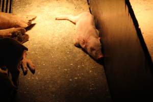 Farrowing crates at Corowa Piggery NSW - Australian pig farming - Captured at Corowa Piggery & Abattoir, Redlands NSW Australia.