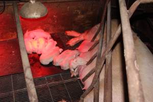 Farrowing crates at Springview Piggery NSW - Australian pig farming - Captured at Springview Piggery, Gooloogong NSW Australia.