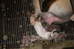 Stillborn piglet - Australian pig farming - Captured at Corowa Piggery & Abattoir, Redlands NSW Australia.