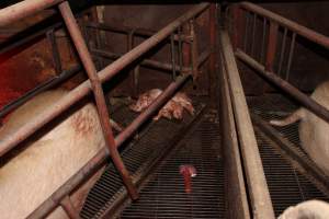 Farrowing crates at Springview Piggery NSW - Australian pig farming - Captured at Springview Piggery, Gooloogong NSW Australia.