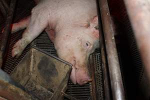 Farrowing crates at Springview Piggery NSW - Australian pig farming - Captured at Springview Piggery, Gooloogong NSW Australia.