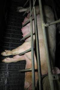 Farrowing crates at Brentwood Piggery QLD - Australian pig farming - Captured at Brentwood Piggery, Kaimkillenbun QLD Australia.