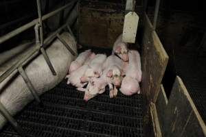 Farrowing crates at Brentwood Piggery QLD - Australian pig farming - Captured at Brentwood Piggery, Kaimkillenbun QLD Australia.