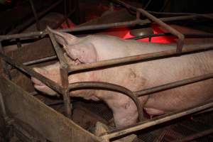 Farrowing crates at Springview Piggery NSW - Australian pig farming - Captured at Springview Piggery, Gooloogong NSW Australia.