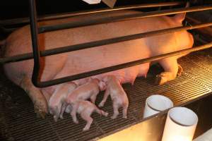 Farrowing crates at Corowa Piggery NSW - Australian pig farming - Captured at Corowa Piggery & Abattoir, Redlands NSW Australia.