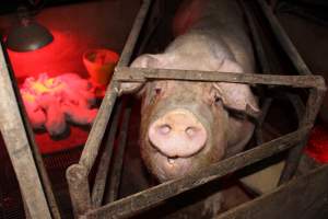 Farrowing crates at Springview Piggery NSW - Australian pig farming - Captured at Springview Piggery, Gooloogong NSW Australia.