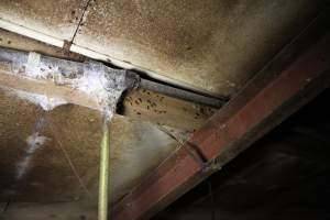 Bugs in farrowing shed - Australian pig farming - Captured at CEFN Breeding Unit #2, Leyburn QLD Australia.