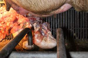 Stillborn piglets - Australian pig farming - Captured at Corowa Piggery & Abattoir, Redlands NSW Australia.