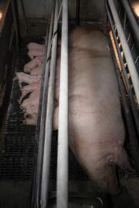 Farrowing crates at CEFN Breeder Piggery QLD - Australian pig farming - Captured at CEFN Breeding Unit #2, Leyburn QLD Australia.