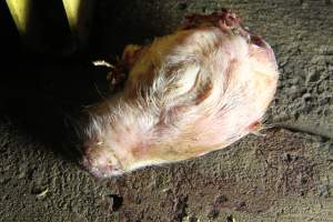 Severed piglet's head in aisle - Australian pig farming - Captured at Brentwood Piggery, Kaimkillenbun QLD Australia.