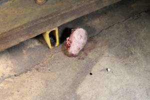 Severed piglet's head in aisle - Australian pig farming - Captured at Brentwood Piggery, Kaimkillenbun QLD Australia.