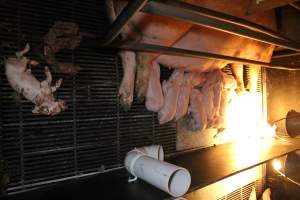 Dead piglet in farrowing crate - Australian pig farming - Captured at Corowa Piggery & Abattoir, Redlands NSW Australia.