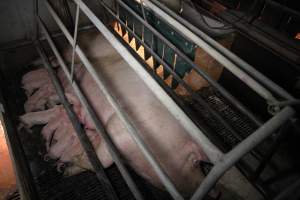 Farrowing crates at CEFN Breeder Piggery QLD - Australian pig farming - Captured at CEFN Breeding Unit #2, Leyburn QLD Australia.