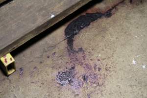 Large smear of blood on aisle floor - Australian pig farming - Captured at Brentwood Piggery, Kaimkillenbun QLD Australia.