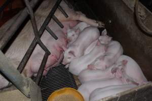 Farrowing crates at Springview Piggery NSW - Australian pig farming - Captured at Springview Piggery, Gooloogong NSW Australia.