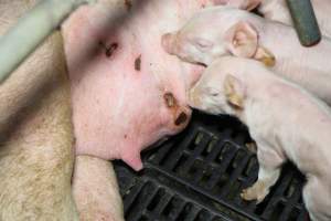Painful teat wounds - Australian pig farming - Captured at Brentwood Piggery, Kaimkillenbun QLD Australia.
