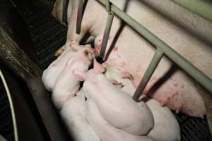 Farrowing crates at Brentwood Piggery QLD - Australian pig farming - Captured at Brentwood Piggery, Kaimkillenbun QLD Australia.