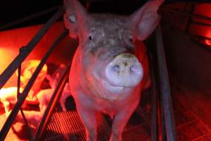 Farrowing crates at Springview Piggery NSW - Australian pig farming - Captured at Springview Piggery, Gooloogong NSW Australia.