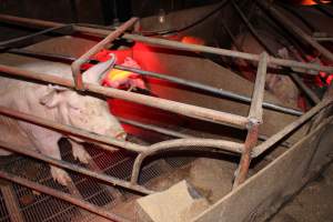 Farrowing crates at Springview Piggery NSW - Australian pig farming - Captured at Springview Piggery, Gooloogong NSW Australia.