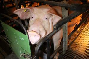 Farrowing crates at Corowa Piggery NSW - Australian pig farming - Captured at Corowa Piggery & Abattoir, Redlands NSW Australia.