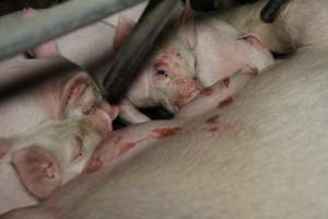 Piglets suckling - Australian pig farming - Captured at Brentwood Piggery, Kaimkillenbun QLD Australia.